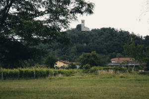 PASSEGGIATE AL GUINZAGLIO