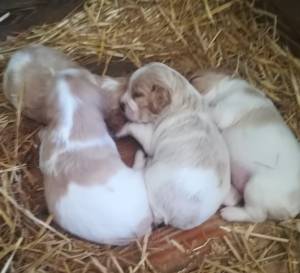 Cuccioli Breton