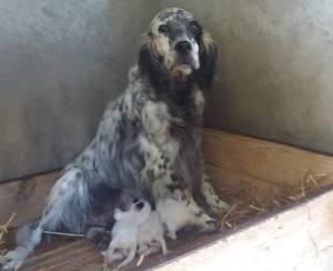 Setter 1