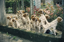 CUCCIOLI DI E. BRETON DI TRE MESI