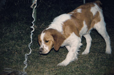 CUCCIOLO DI E. BRETON IN FERMA