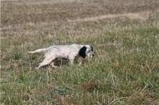 CUCCIOLO SETTER INGLESE IN FERMA