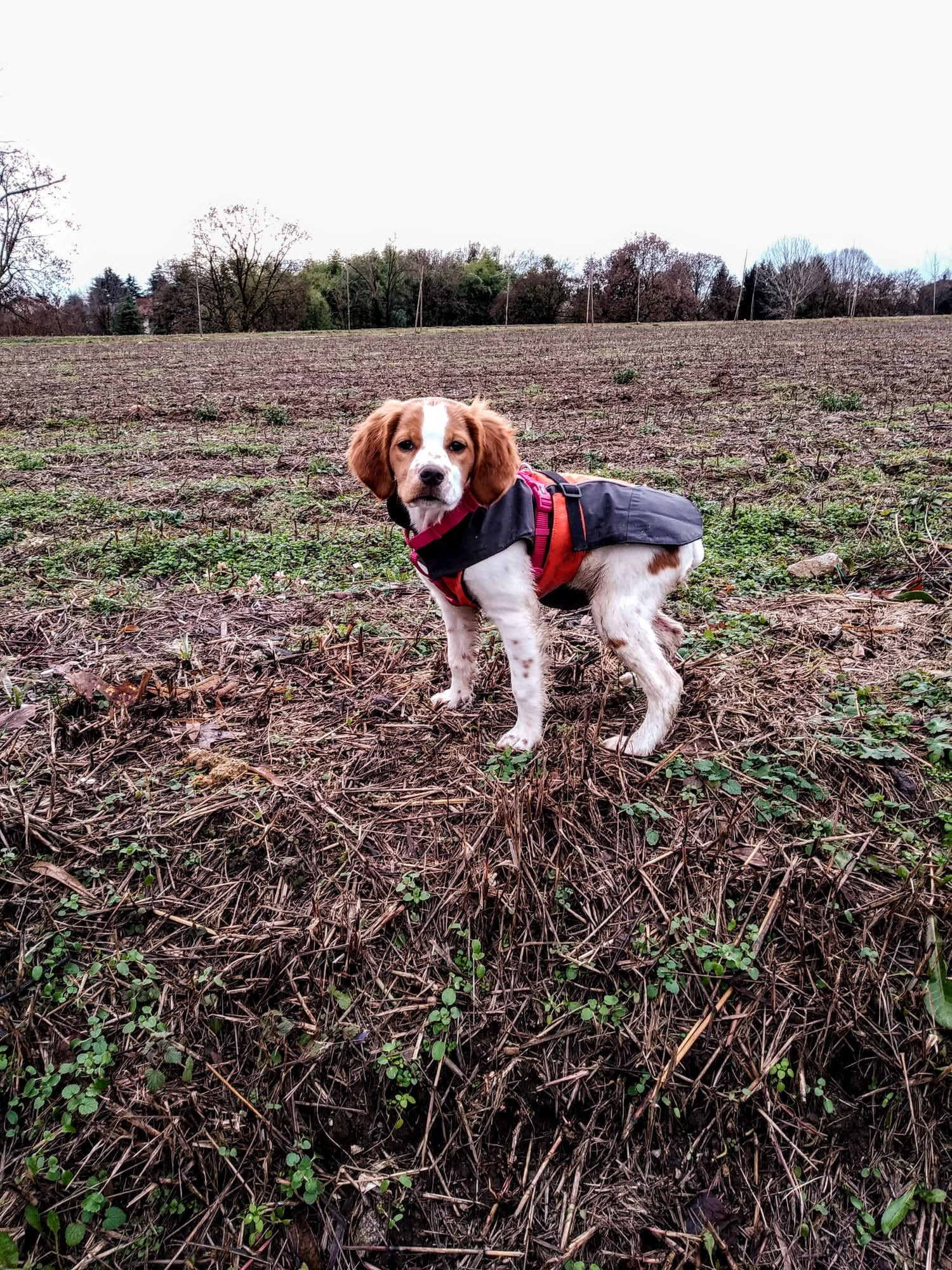 Cucciolo di Epagneul Breton durante una passeggiata nei campi