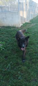 ZORRO/BLACK